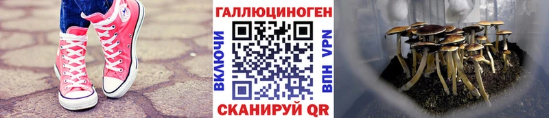 Псилоцибиновые грибы ЛСД  Новомичуринск 